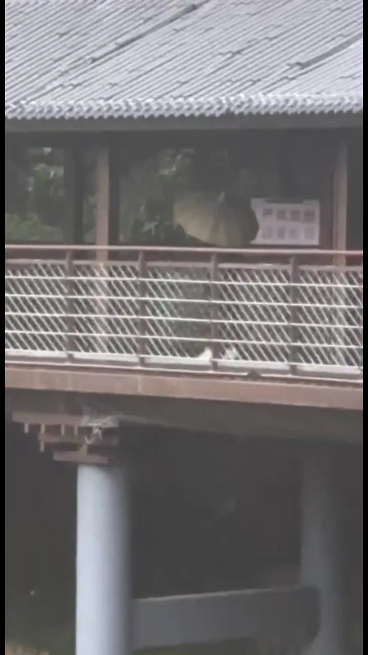 极品网红没想到尽然是个露出癖 还被人调教成母狗 这种颜值的母狗真的是难得啊 屏幕前高冷御姐没想到私下尽然玩的这么花 真的是太反差了
